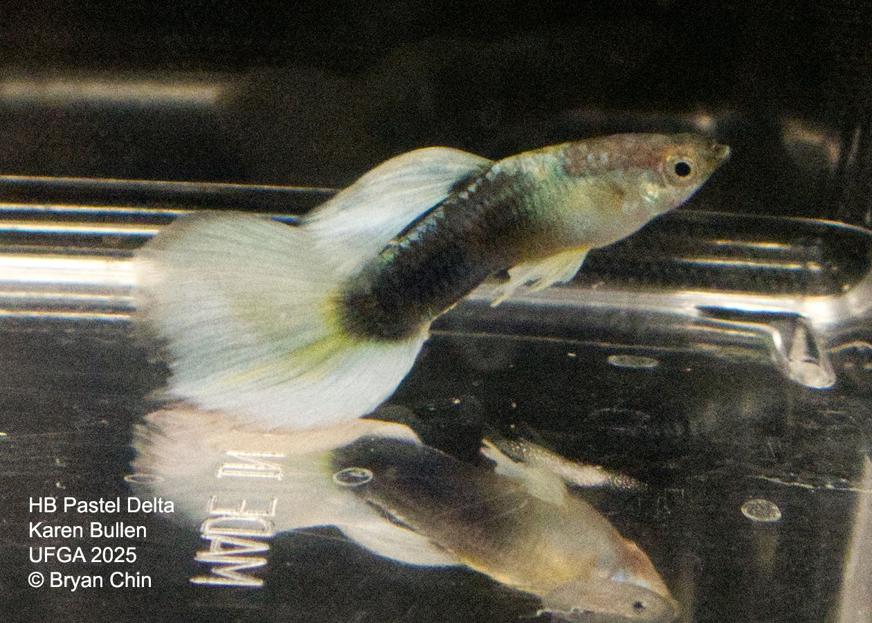 Guppy HB Pastel